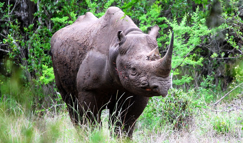 A Black Rhino