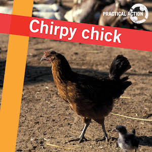 Chirpy Chick Chirpy Chick