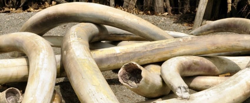 Avaaz Helps Bring An End To Ivory Trade In World’s Largest Market
