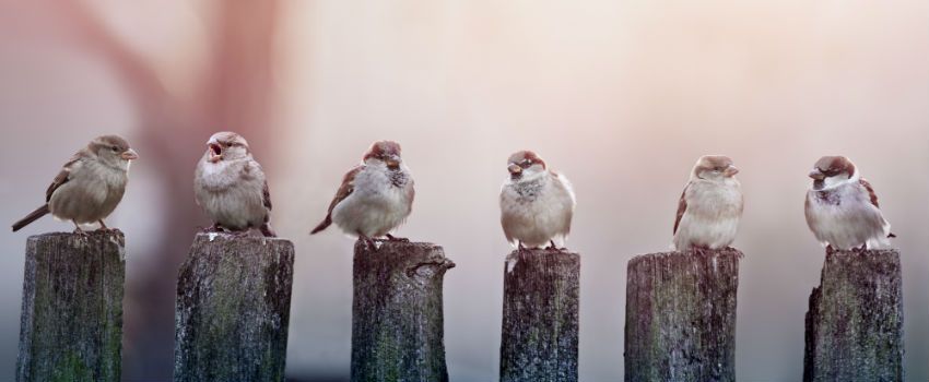 RSPB Chief Executive Warns The UK Is On The Brink