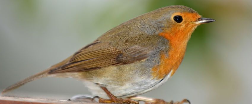 Five Massive RSPB Achievements Over The Last Decade