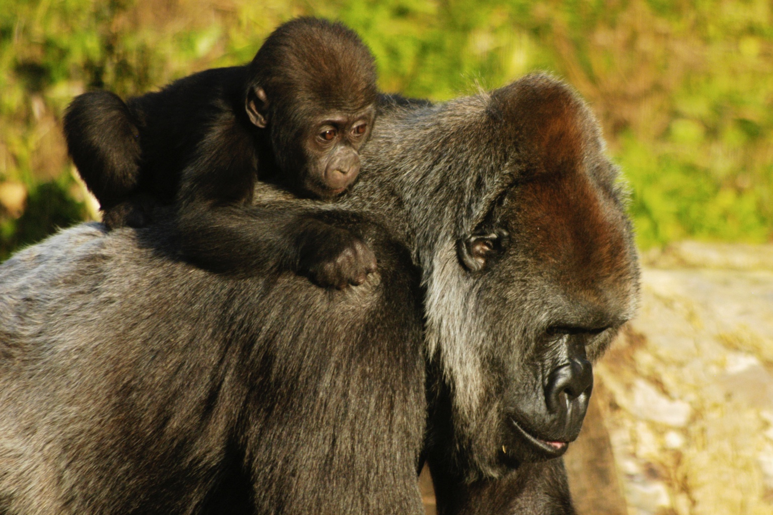 Adopt a Mountain Gorilla