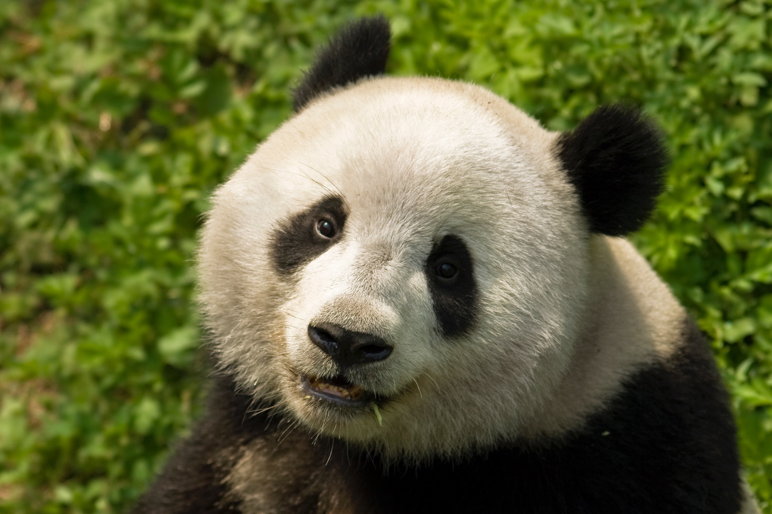 Adopt a Panda - Charity Gifts