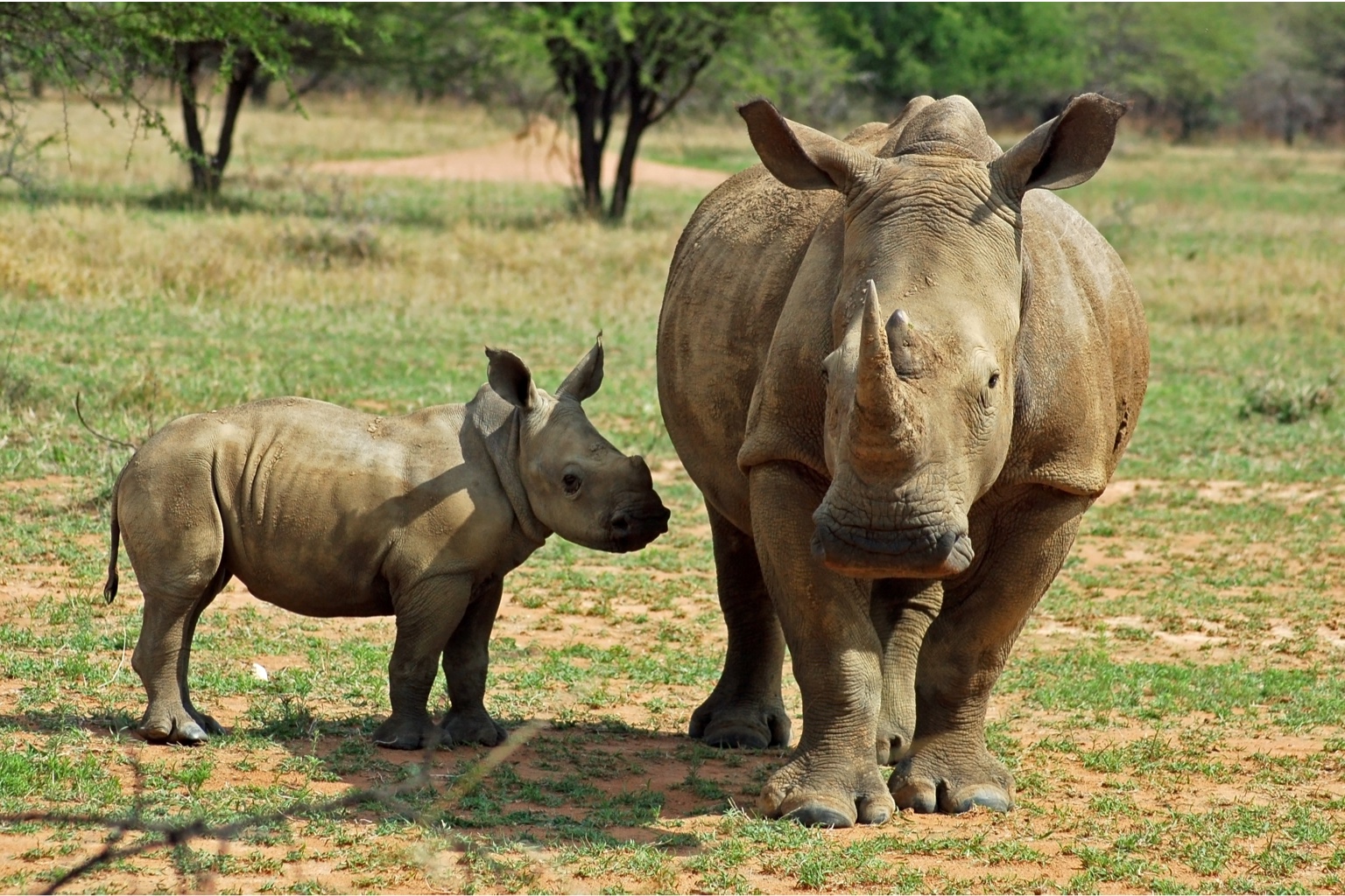 Adopt a Rhino