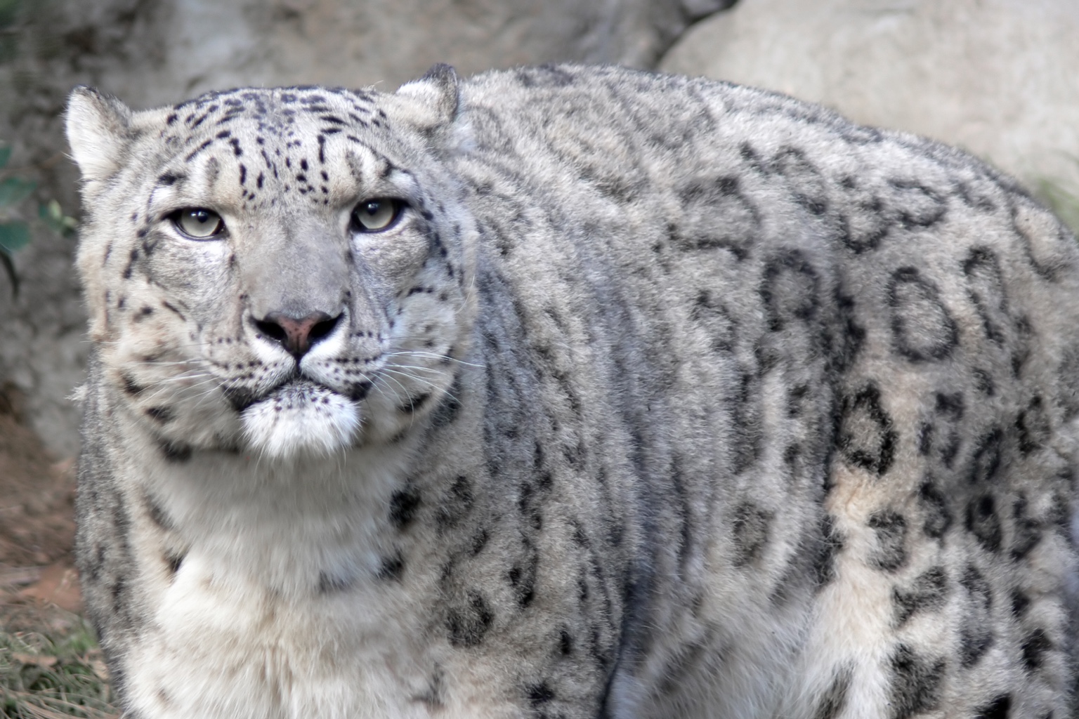 Adopt a Snow Leopard