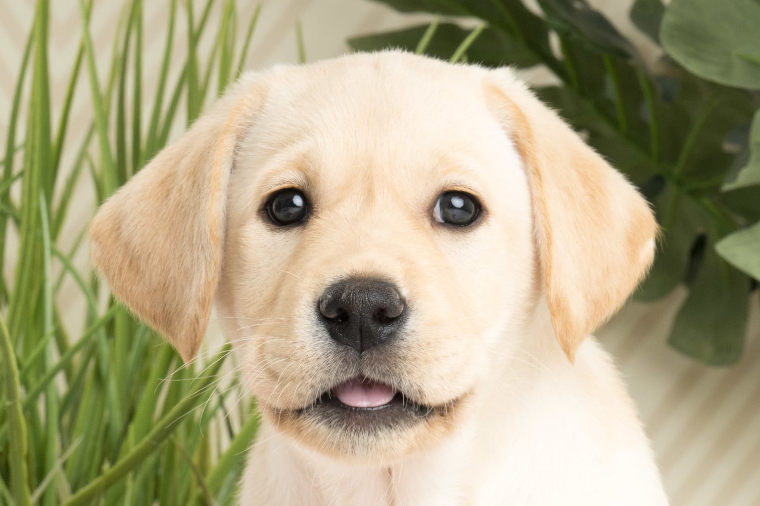 Sponsor A Puppy Gatsby