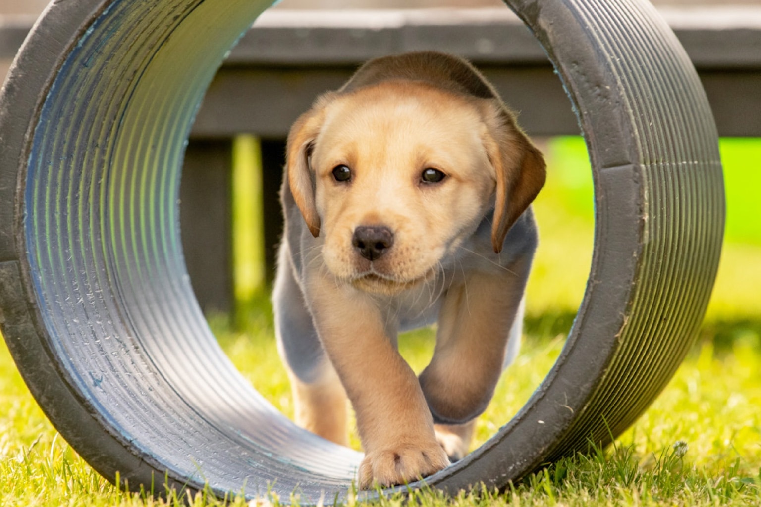 Guide Dogs Charity Gifts