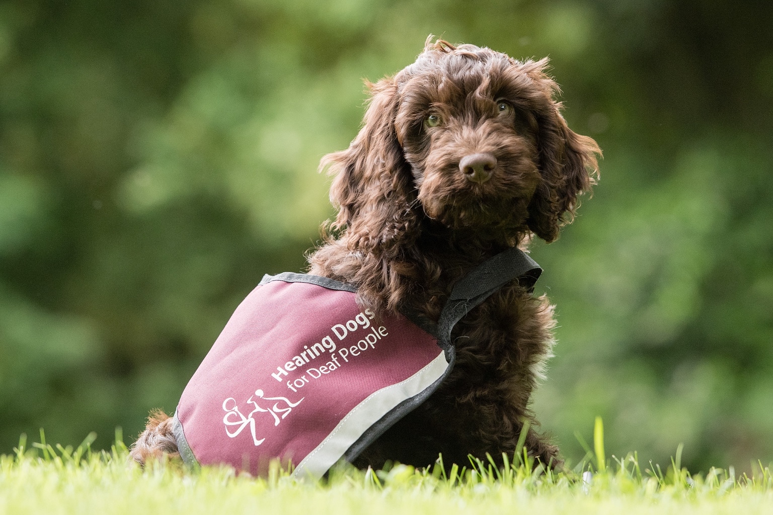 Support Hearing Dogs For Deaf People