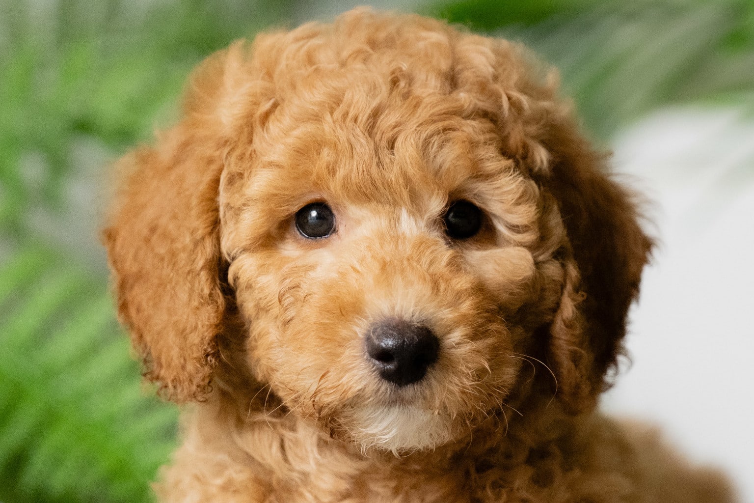 Sponsor a Puppy Elmo