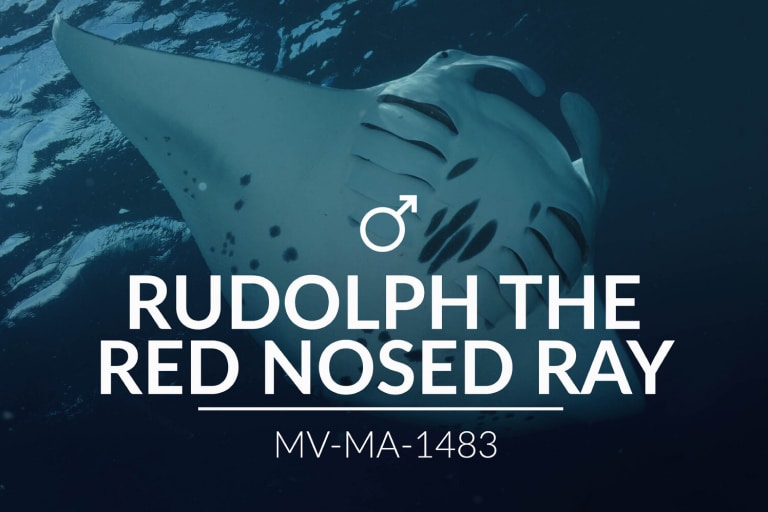 Adopt a Manta – Rudolph